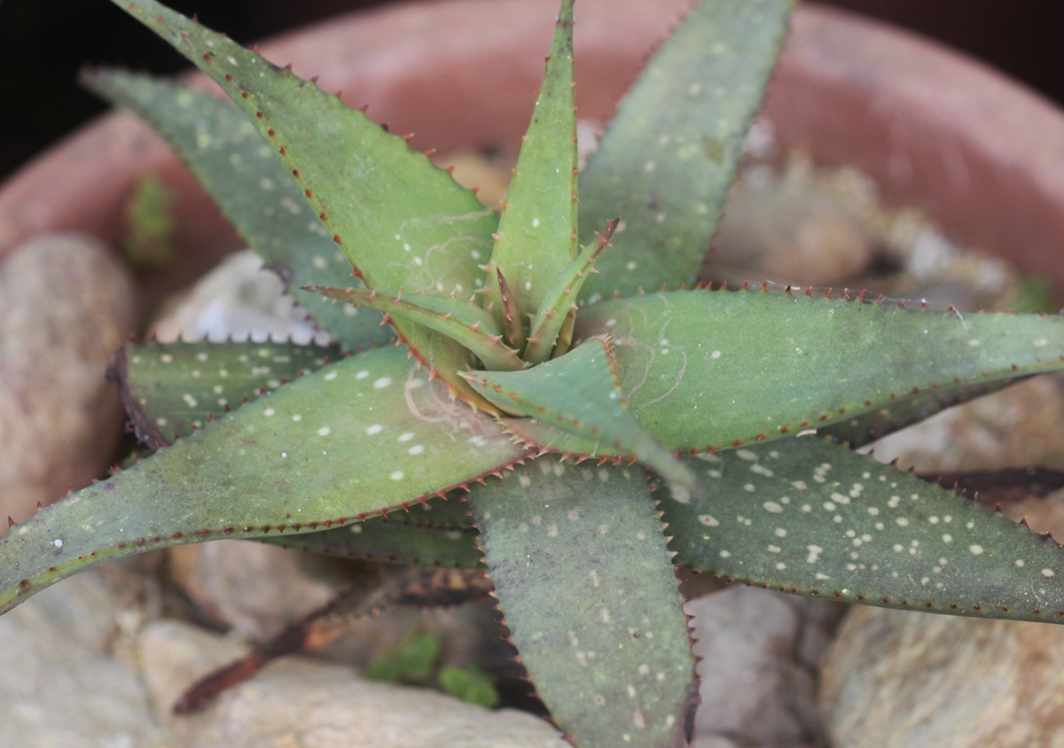 Aloe khamiesensis 15 Pieces Seeds