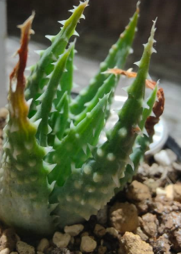 Aloe pretoriensis 15 Pieces Seeds