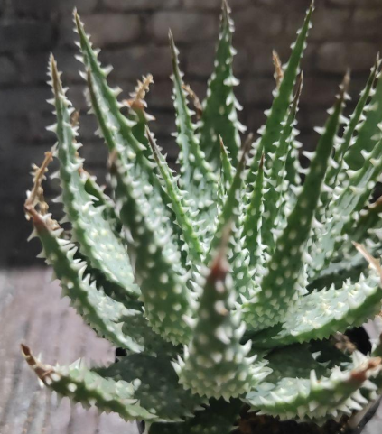 Aloe pretoriensis 15 Pieces Seeds