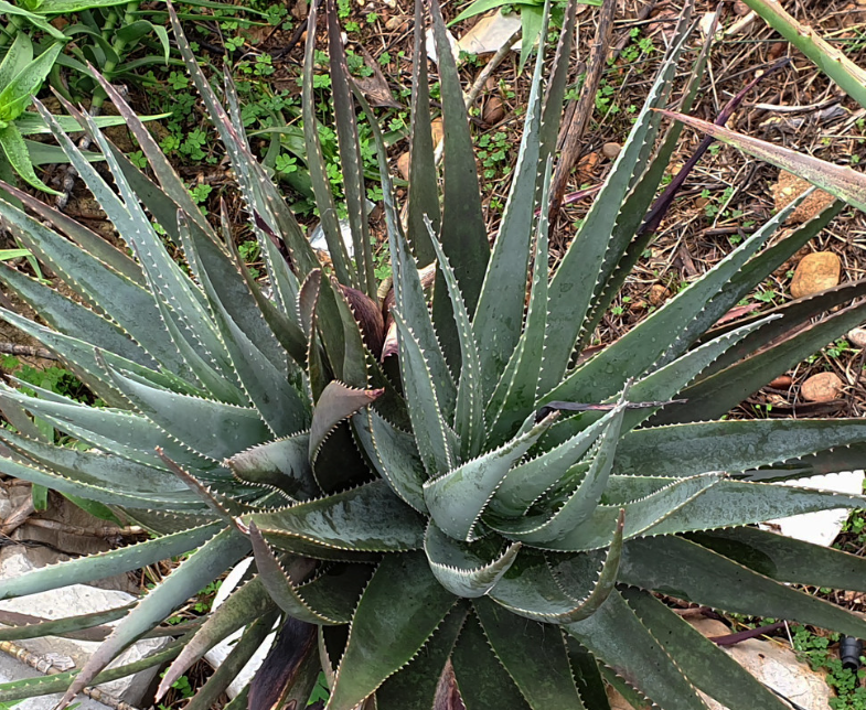 Aloe succotrina 15 Pieces Seeds