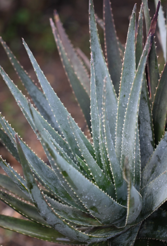 Aloe succotrina 15 Pieces Seeds