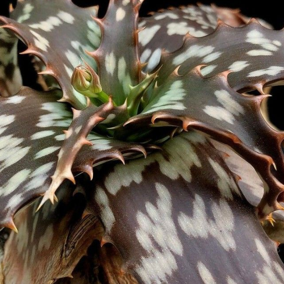 Aloe verdoorniae 15 Pieces Seeds