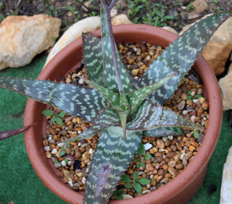 Aloe zebrina 15 Pieces Seeds