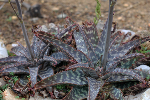 Aloe zebrina 15 Pieces Seeds