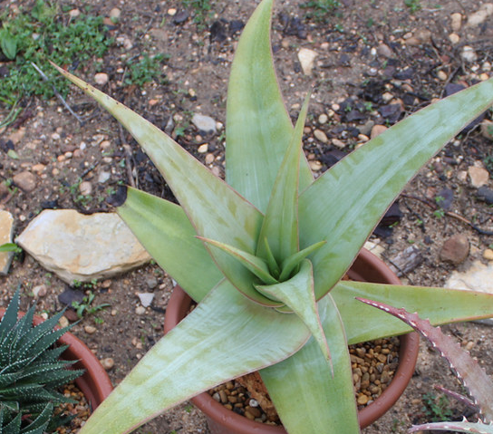 Aloe praetermissa 15 Pieces Seeds