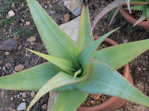 Aloe praetermissa 15 Pieces Seeds