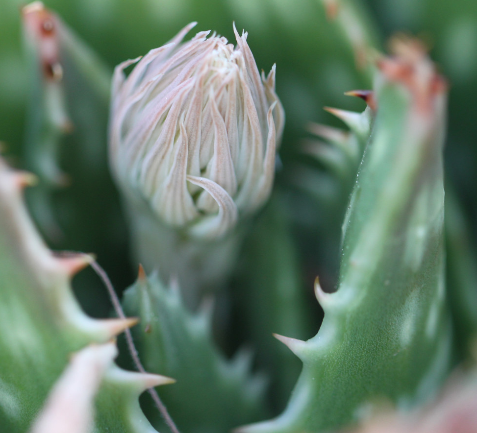 Aloe prinslooi 15 Pieces Seeds