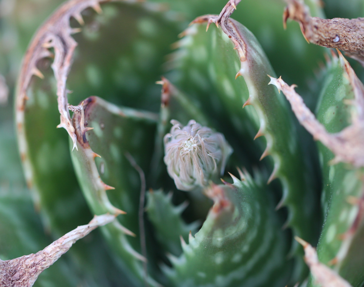Aloe prinslooi 15 Pieces Seeds