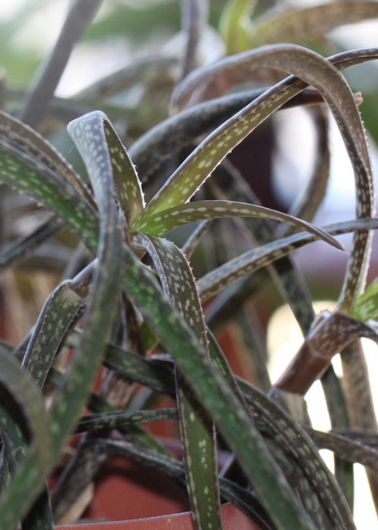 Aloe pendens 15 Pieces Seeds