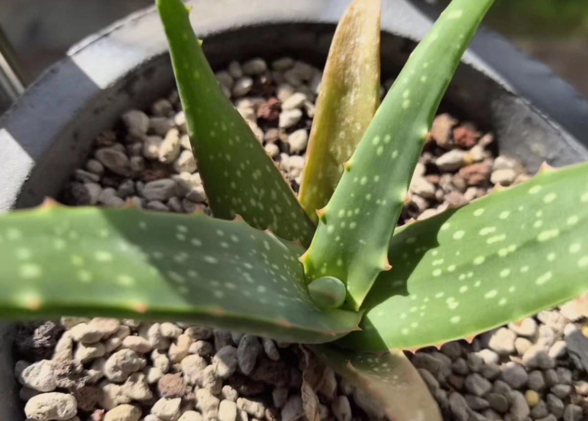 Aloe schoelleri 15 Pieces Seeds