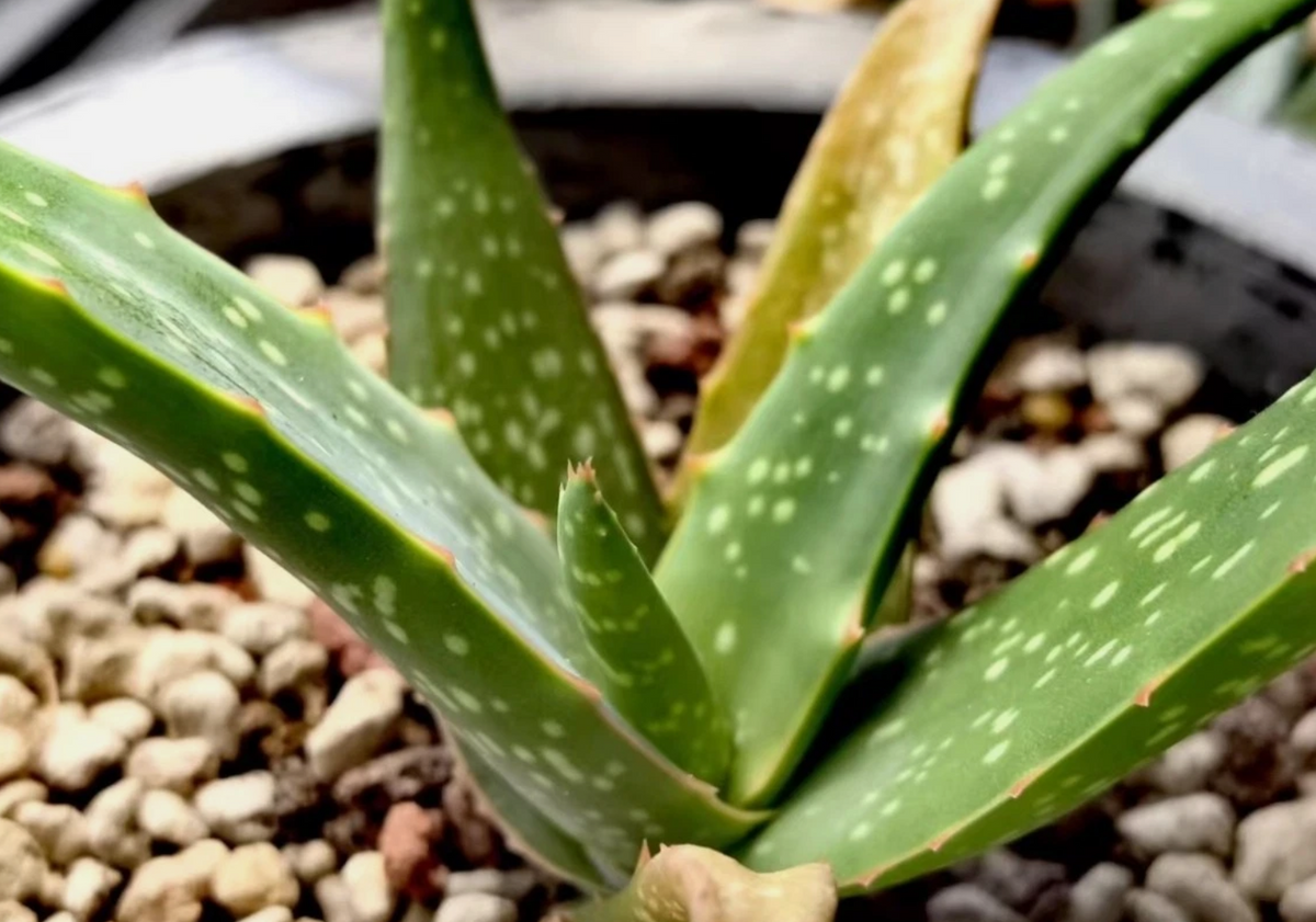 Aloe schoelleri 15 Pieces Seeds