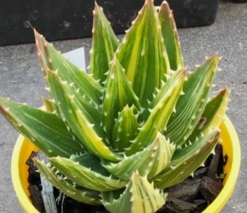 Aloe distans 15 Pieces Seeds