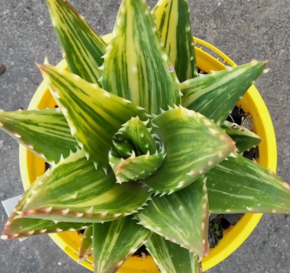 Aloe distans 15 Pieces Seeds