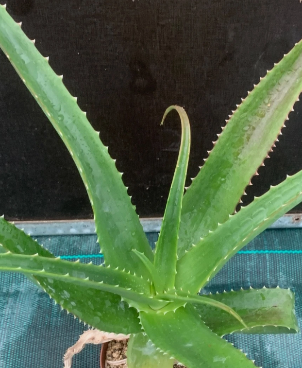 Aloe vaombe 15 Pieces Seeds