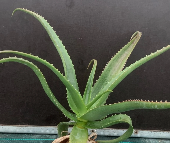 Aloe vaombe 15 Pieces Seeds