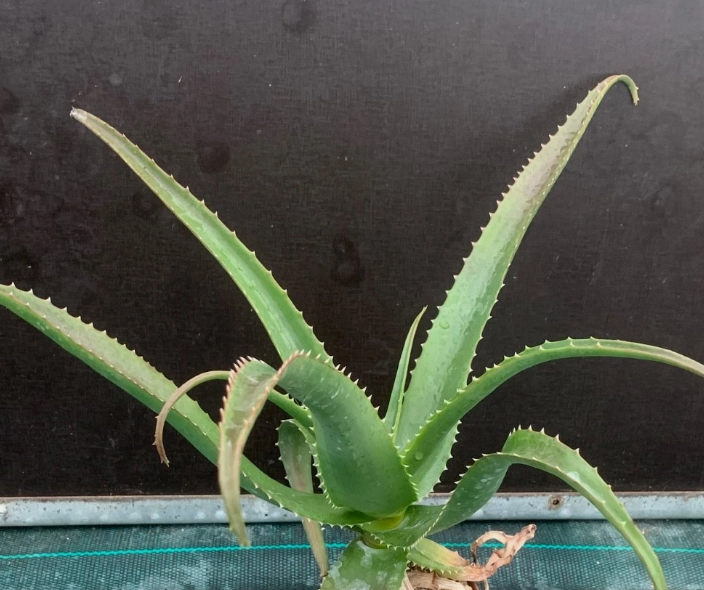 Aloe vaombe 15 Pieces Seeds