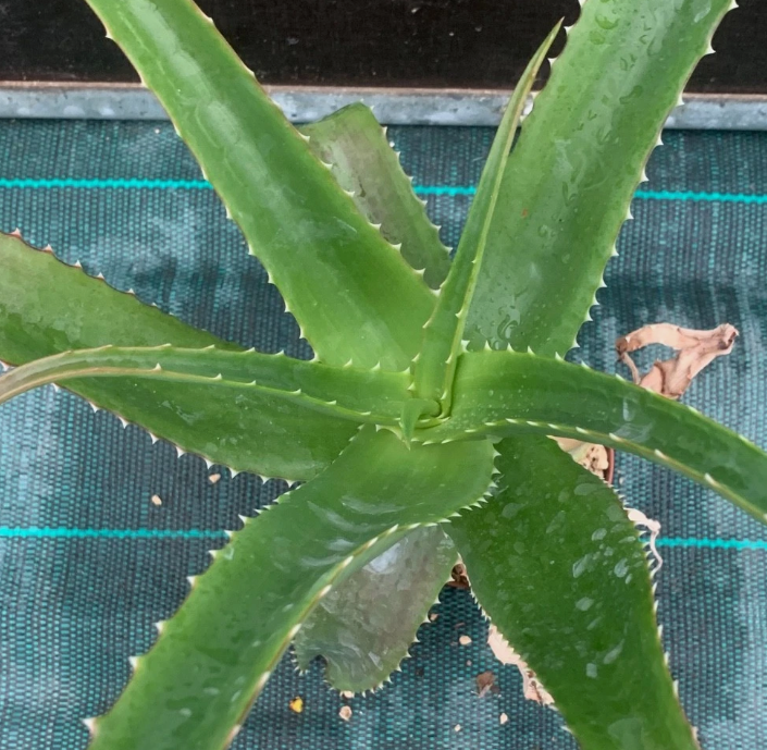 Aloe vaombe 15 Pieces Seeds