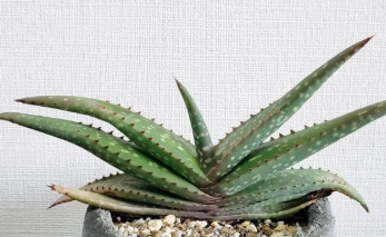 Aloe rigens 15 Pieces Seeds