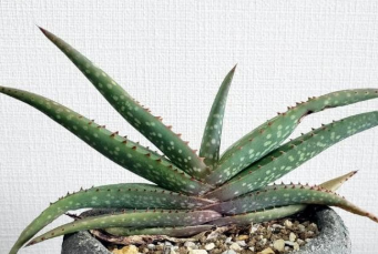 Aloe rigens 15 Pieces Seeds