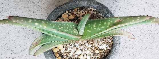 Aloe rigens 15 Pieces Seeds