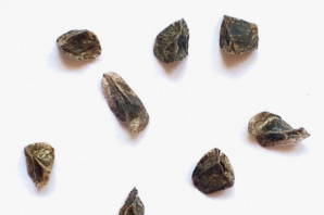 Aloe barbara-jeppeae 15 Pieces Seeds