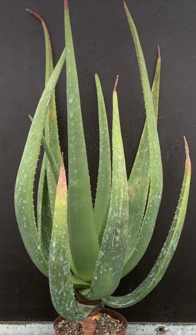 Aloe barbara-jeppeae 15 Pieces Seeds