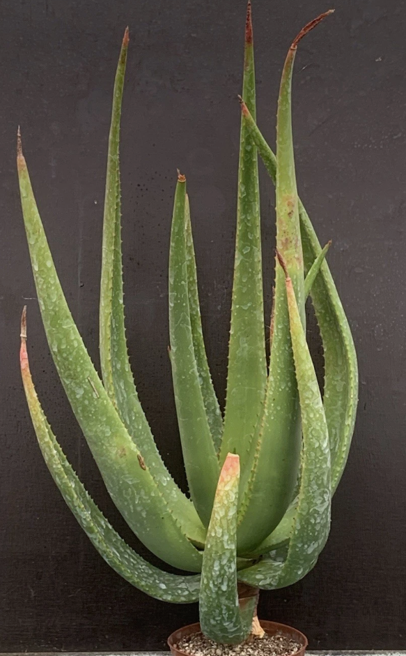 Aloe barbara-jeppeae 15 Pieces Seeds
