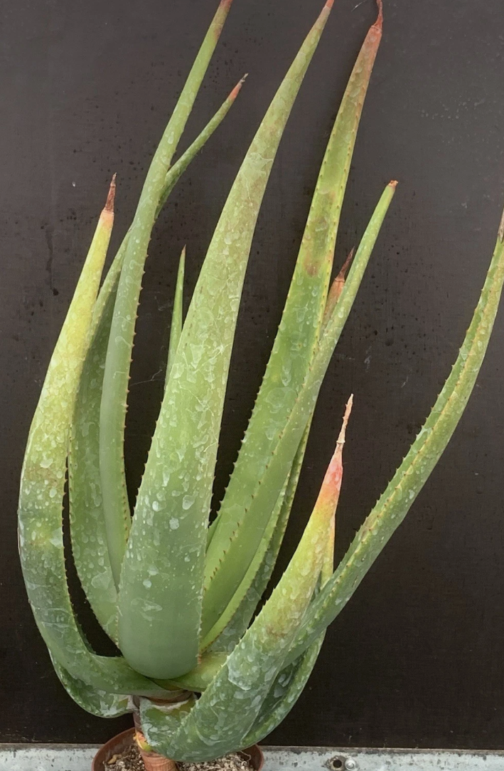 Aloe barbara-jeppeae 15 Pieces Seeds