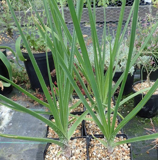 Aloe cooperi 15 Pieces Seeds