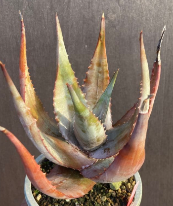 Aloe chabaudii 15 Pieces Seeds