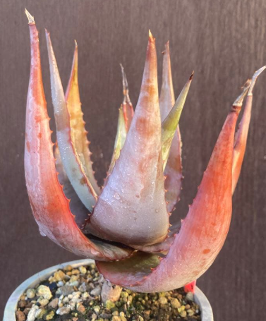 Aloe chabaudii 15 Pieces Seeds