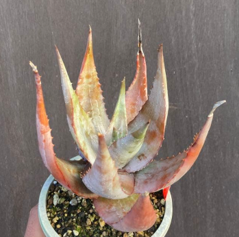 Aloe chabaudii 15 Pieces Seeds
