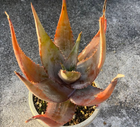 Aloe chabaudii 15 Pieces Seeds
