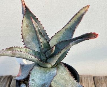 Aloe capitata 15 Pieces Seeds