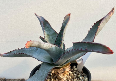 Aloe capitata 15 Pieces Seeds