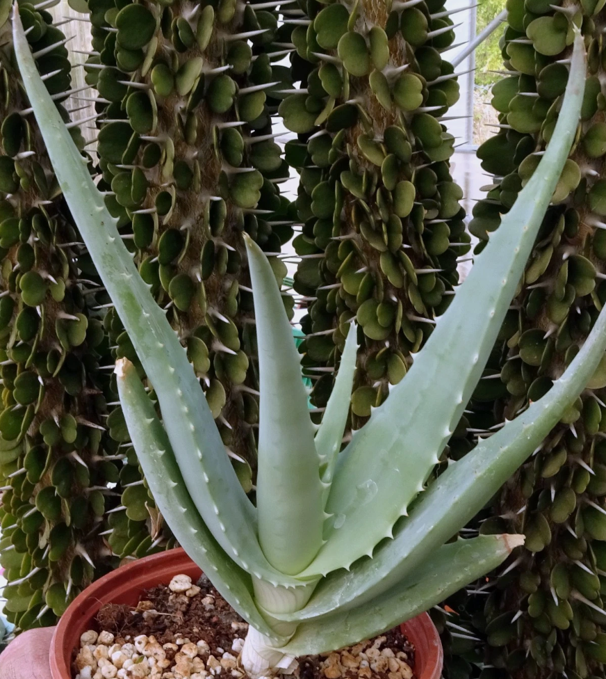 Aloe globuligemma 15 Pieces Seeds