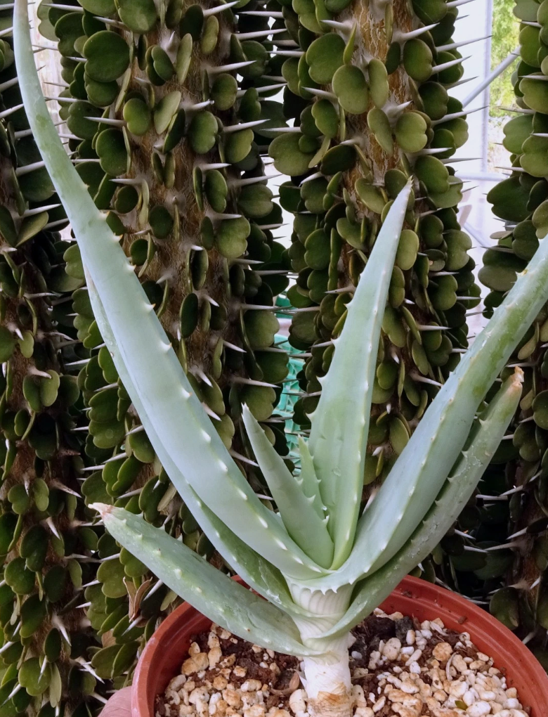 Aloe globuligemma 15 Pieces Seeds