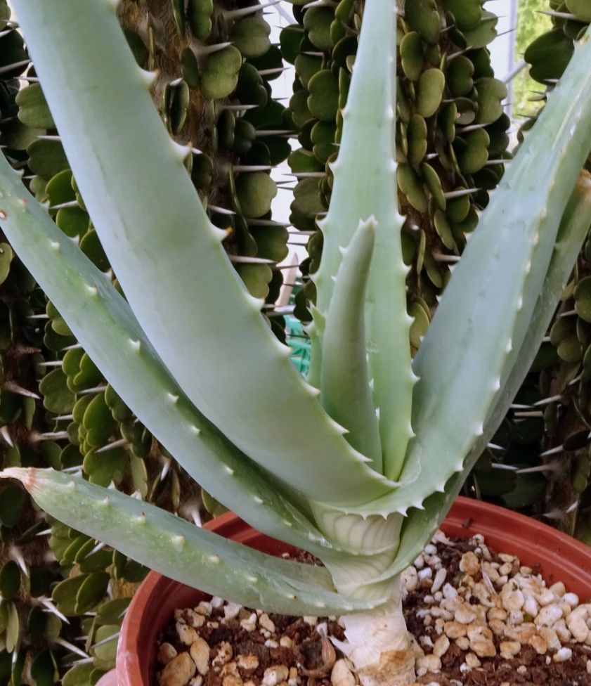 Aloe globuligemma 15 Pieces Seeds