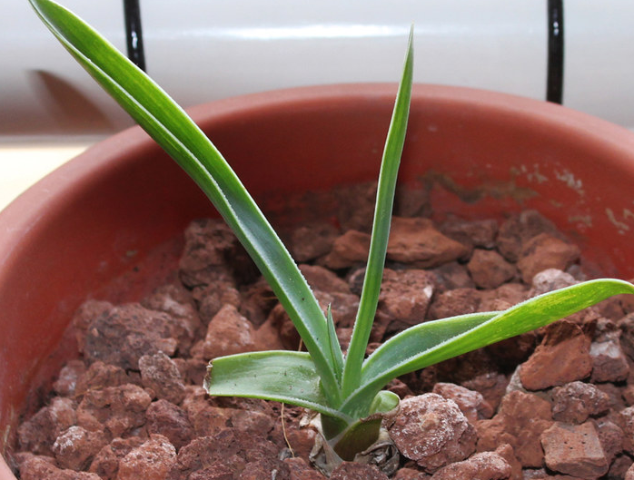Aloe boylei 15 Pieces Seeds