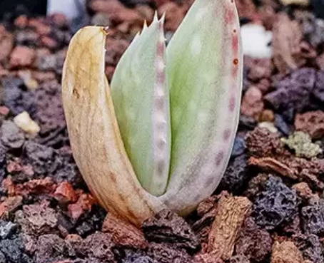 Aloe hereroensis 15 Pieces Seeds