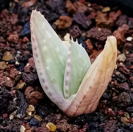 Aloe hereroensis 15 Pieces Seeds