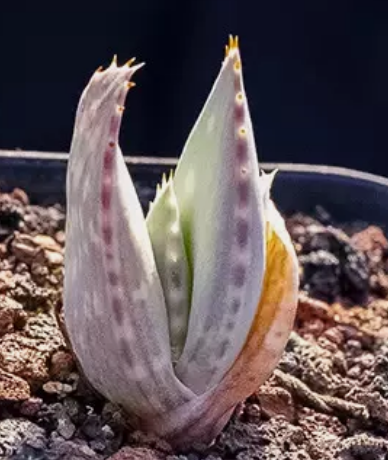 Aloe hereroensis 15 Pieces Seeds