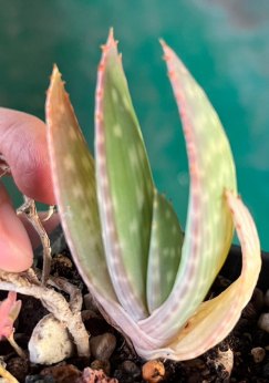 Aloe hereroensis 15 Pieces Seeds