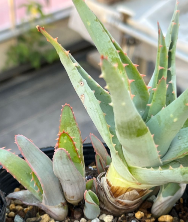 Aloe glauca 15 Pieces Seeds