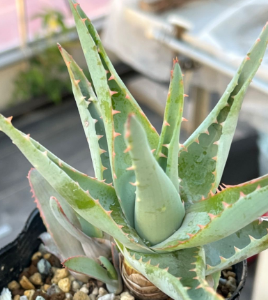 Aloe glauca 15 Pieces Seeds