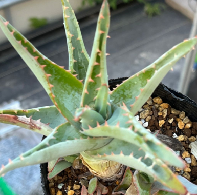 Aloe glauca 15 Pieces Seeds