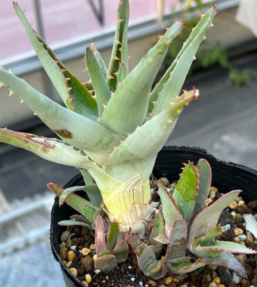 Aloe glauca 15 Pieces Seeds
