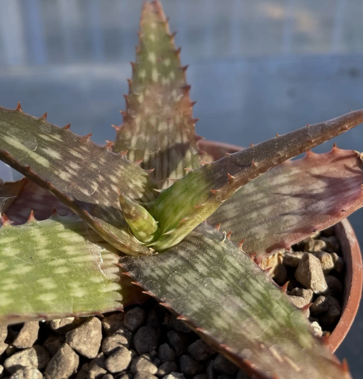 Aloe petrophila 15 Pieces Seeds