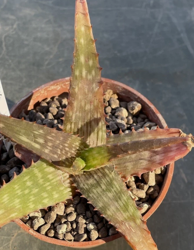 Aloe petrophila 15 Pieces Seeds