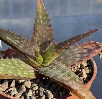 Aloe petrophila 15 Pieces Seeds